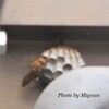 New!『アシナガバチの巣の写真を公開！』再び見つけ、駆除。(-"-;A 　アシナガバチ用に効果的な殺虫剤も紹介！