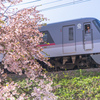 キャニオンエキスプレスが花見電車に