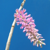 Dendrobium bursigerum   