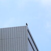 イソヒヨドリのメスと幼鳥？