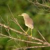 アカガシラサギ(Chinese Pond-Heron)