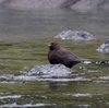 日本　冬季の根尾川の野鳥たち