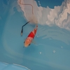 元気なのに冬でも水換えし続ける