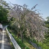 吉野千本桜