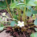 家庭菜園初心者のブログ