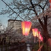 いつも見ている風景が好きな人とだと違って見える今年の桜