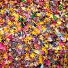 紅葉の絨毯