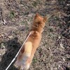 柴犬館長　特別視察…　中社ゲレンデ編