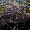 手賀沼公園の紅梅・白梅そしてウグイス