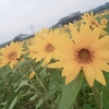 ヒマワリ畑🌻