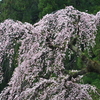 花冷えの雨