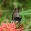 🦋小石川植物園　彼岸花 ９月１５日の様子です❗