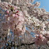 桜の季節