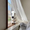 窓際犬