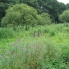 神代植物公園水生植物園