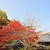 地元の紅葉 2020 ～ 薬樹山延命寺 Ⅳ