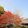 地元の紅葉 2020 ～ 薬樹山延命寺 Ⅳ