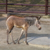 千葉市動物公園　シマウマの赤ちゃん