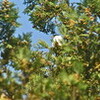 野鳥たちが、木の茂みで鳴き交わしていました。