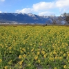 滋賀県守山市「第１なぎさ公園」菜の花畑　2021