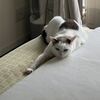 ななの血尿はしつこいです。