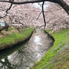 ３年振りに海老川の桜を見に行きました！