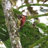 アカバネモリゲラ(Crimson-mantled Woodpecker)