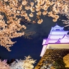 【鶴ヶ城夜桜2026】SONYα6400で夜桜撮影を満喫。初心者にもおすすめの撮り方やカメラ設定、簡単SNS用写真加工方法などご紹介！
