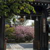 本満寺の桜たち