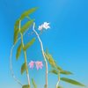 Dendrobium aduncum　２色咲き