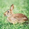 うさぎと亀が教えてくれるもうひとつの大事なメッセージ