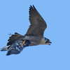 ハヤブサ、鳩掴み飛翔姿。