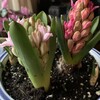 雛の宴