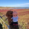 キューピーはペットのワンワンと湖の草（アッケシソウことサンゴ草）が繰り広げる紅葉に感動しました❣！