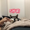 犬が股の間で寝る理由と注意点！