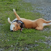 犬ごとに異なる散歩のスタイルを眺めるのが好きだ