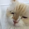 季節の変わり目で、しいちゃんアレルギー発症！