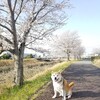 今年も暖かい中、ゆっくりお花見ができました🌸