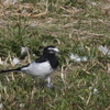 白鳥初飛来・今朝の瓢湖