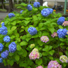 神奈川も紫陽花咲き始めました