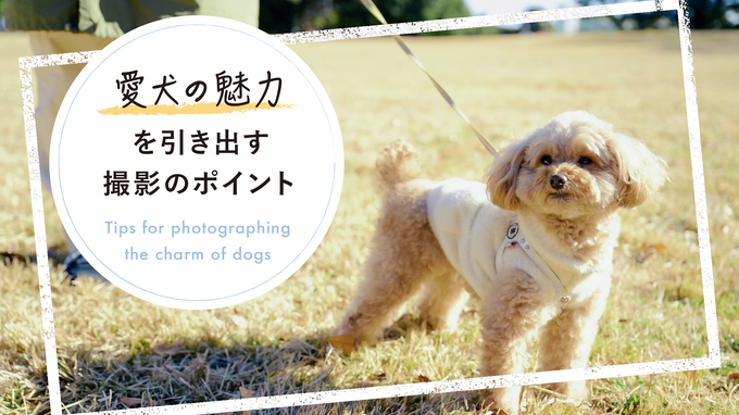 【YouTube】愛犬の魅力を引き出す撮影のポイント | tetsuさん