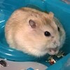 本日のハムっ子
