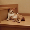 佐上邦久の猫の習性調査「そっぽ向き」