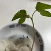 やっぱり栗かな？