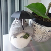 【LIFESTYLE】植え替えしなきゃ
