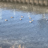 眩い川面に鴨の家族20260409