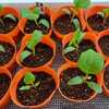 「黒十全茄子」の植え替えです。