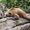 炭の副産物：ウッドビネガーでクマ退散！