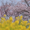 京都「宇治市植物公園」桜よ菜の花　2024