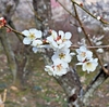 船岡城址公園の梅林散策